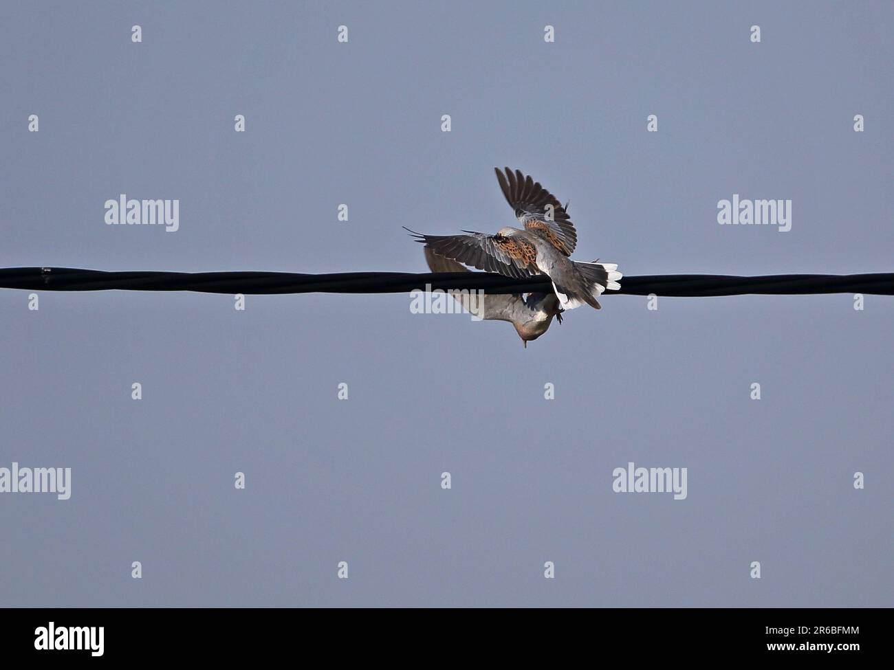 Europäische Schildkrötentaube (Streptopelia turtur) Territorialstreit, zwei Männer kämpfen gegen Eccles-on-Sea, Norfolk Mai Stockfoto