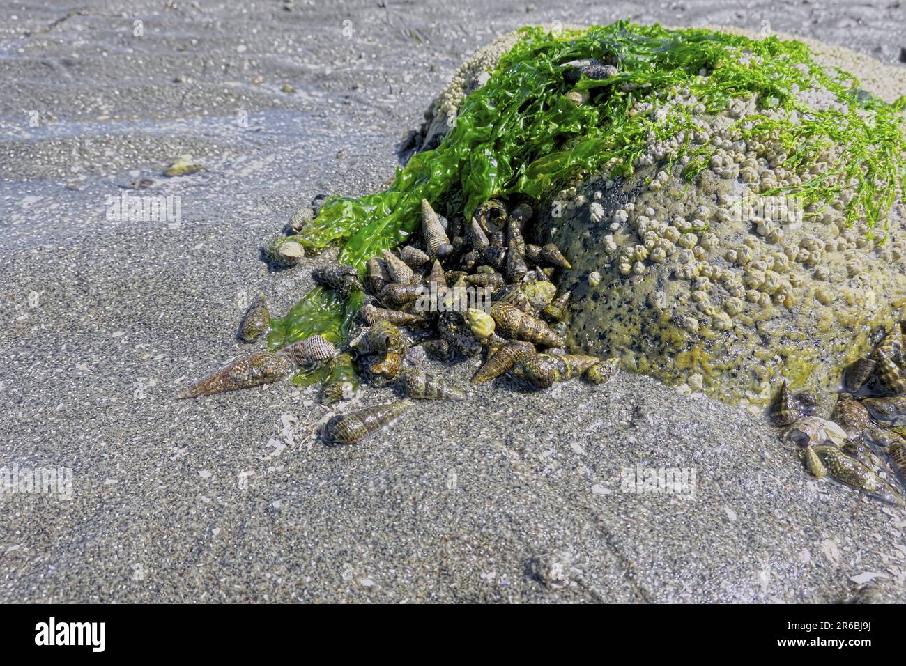 Schlammschnecken (Batillaria cumingi) - Muscheln, die sich um einen mit Salat bedeckten Felsen (Ulva lacgtcuca) ansammeln - Crescent Beach, B.C., Kanada. Stockfoto
