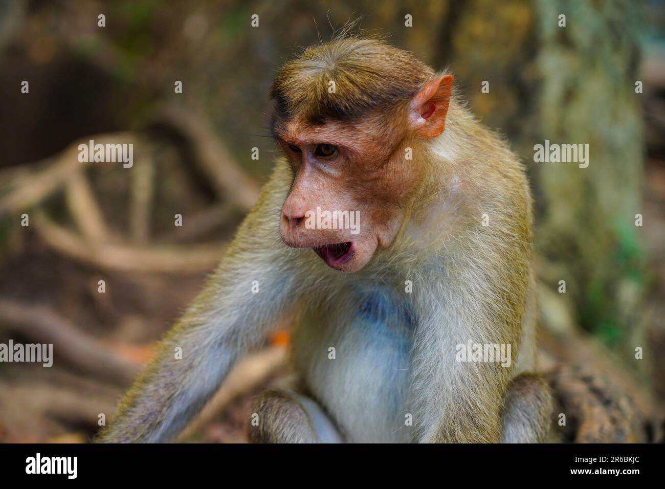Gesicht eines wütenden Affen in Nahaufnahme, wildes Leben aus Western Ghats Stockfoto