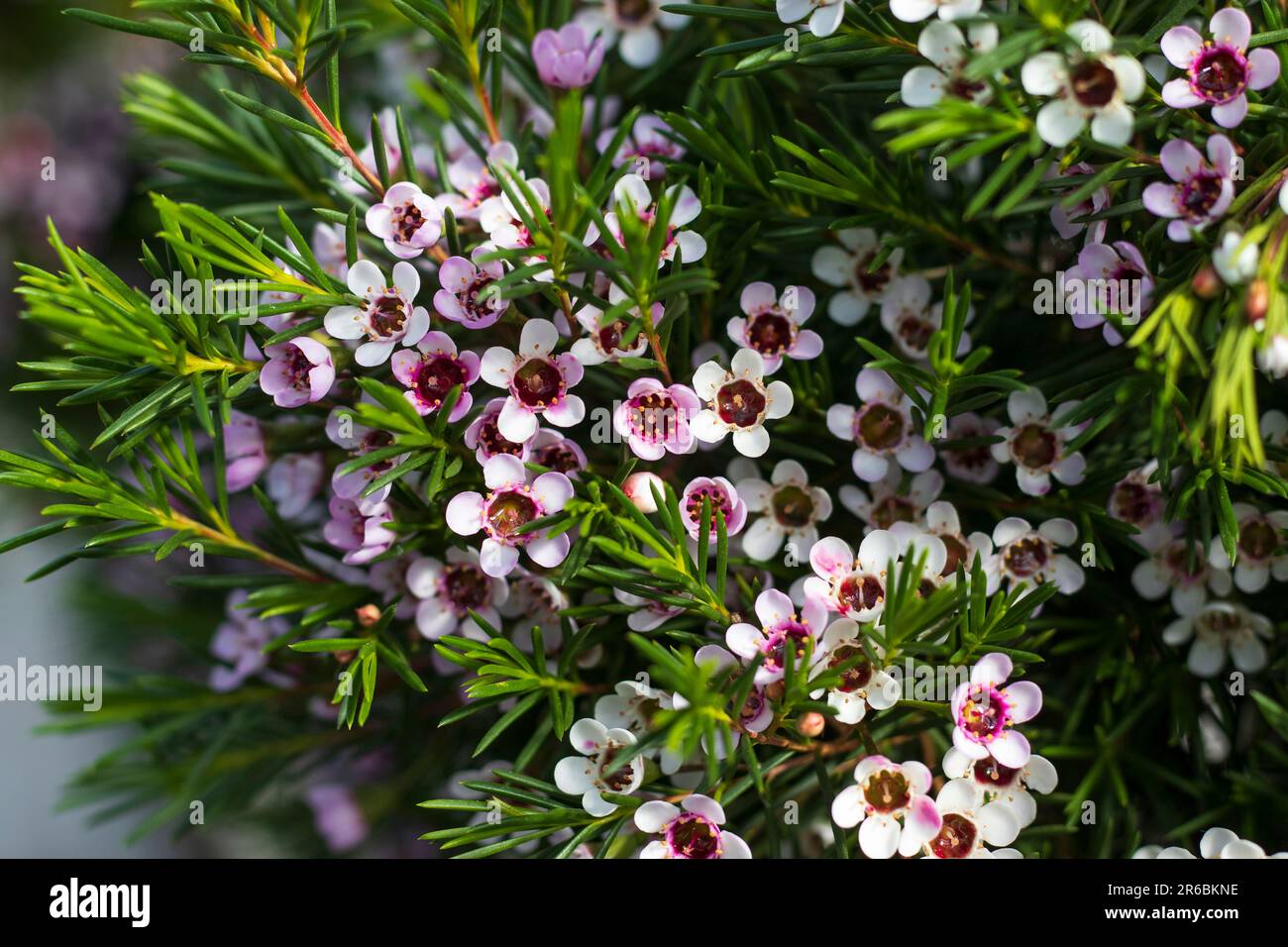 Die schönen rosa Blumen der australischen einheimischen Pflanze Chamelaucium ucinatum aus nächster Nähe. Auch bekannt als Wachsblume. Stockfoto
