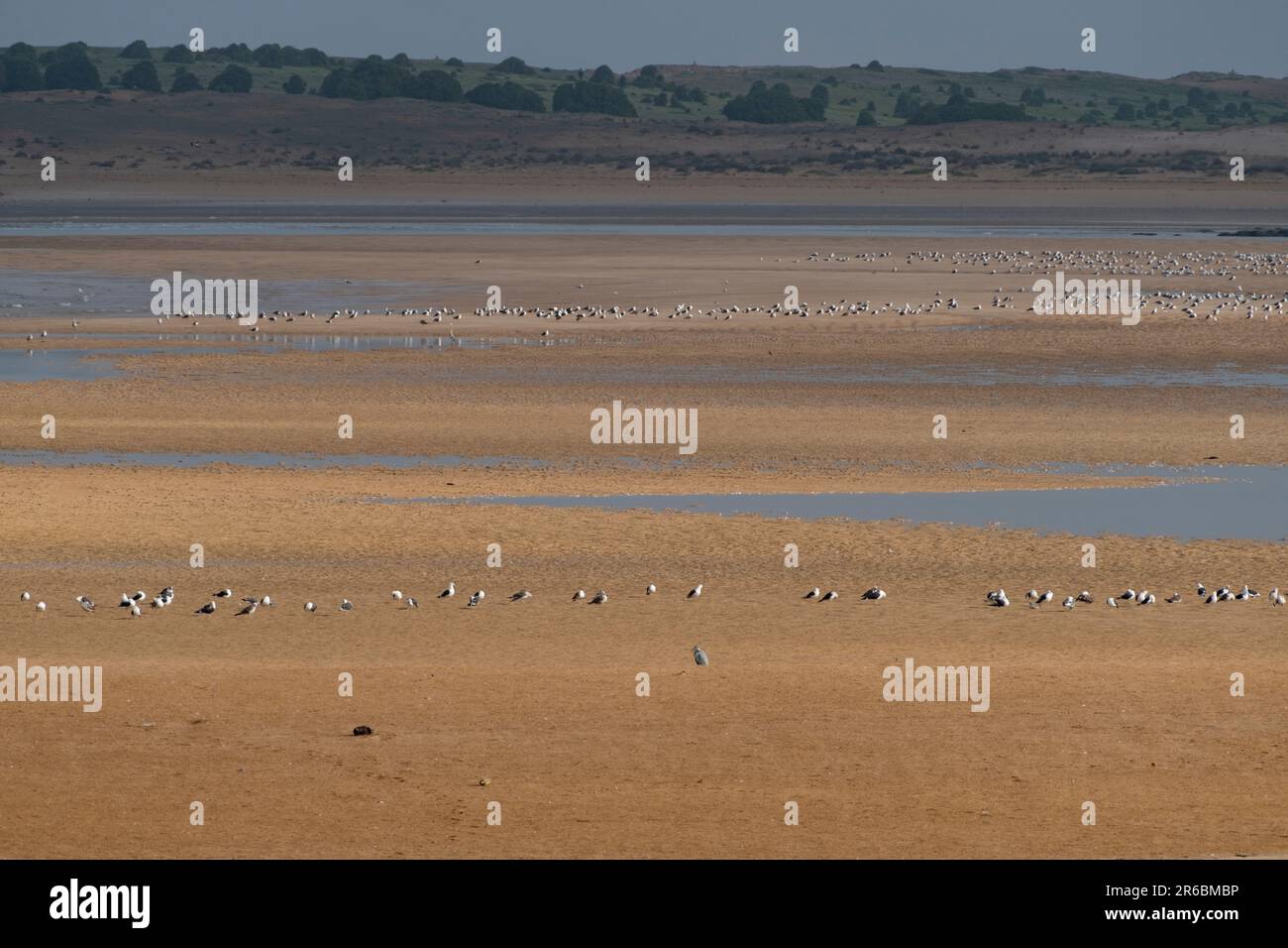 Der sich bewegende Sand in der Lagune von Oualidia an der Küste Marokkos Stockfoto