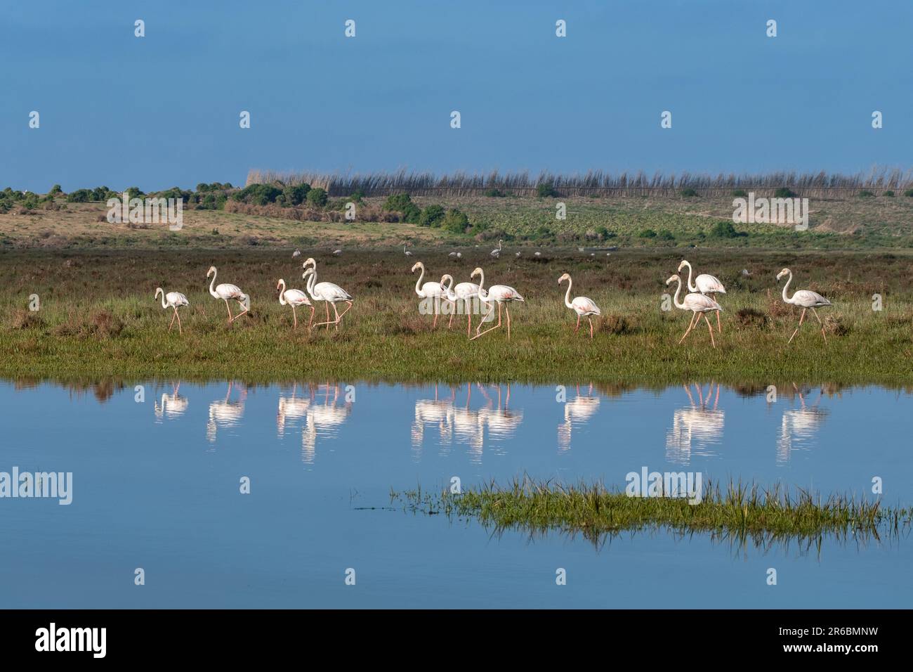 Flamingos im durch Sidi Moussa-Oualidia RAMSAR geschützten Feuchtland-Lagunenkomplex an der Atlantikküste Marokkos Stockfoto