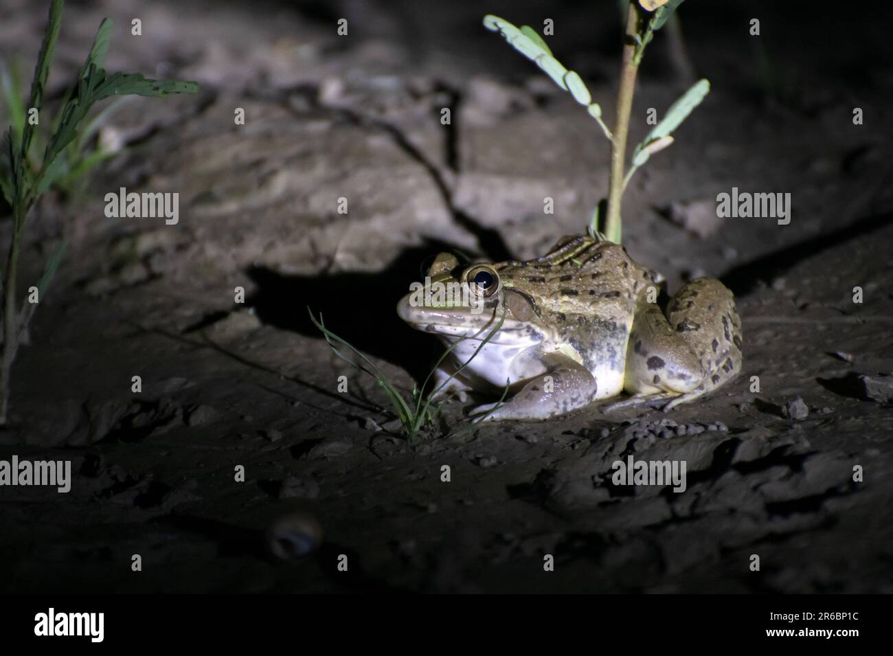 Ein gelber indischer Frosch ist nachts in einem Teich auf der Jagd. Stockfoto