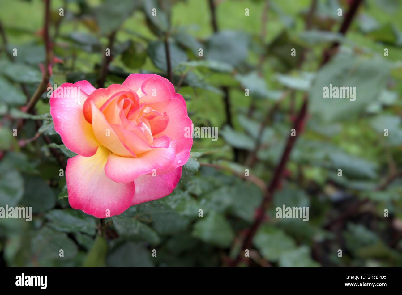 Wunderschöne Blume Rose zweifarbige Blüten Rosa und Gelb hinterlässt einen wunderschönen Blick auf die Natur Stockfoto