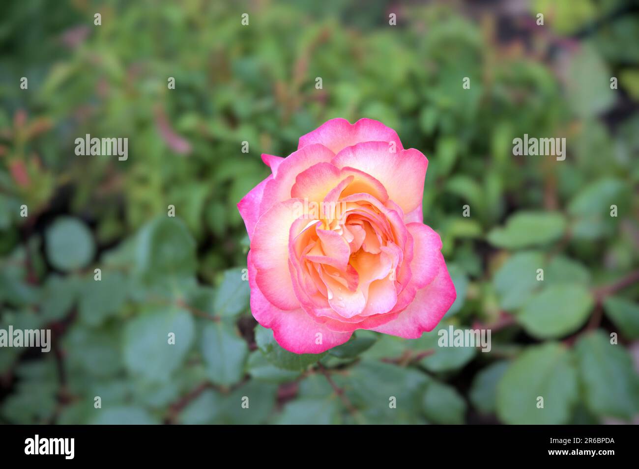 Wunderschöne Blume Rose zweifarbige Blüten Rosa und Gelb hinterlässt einen wunderschönen Blick auf die Natur Stockfoto