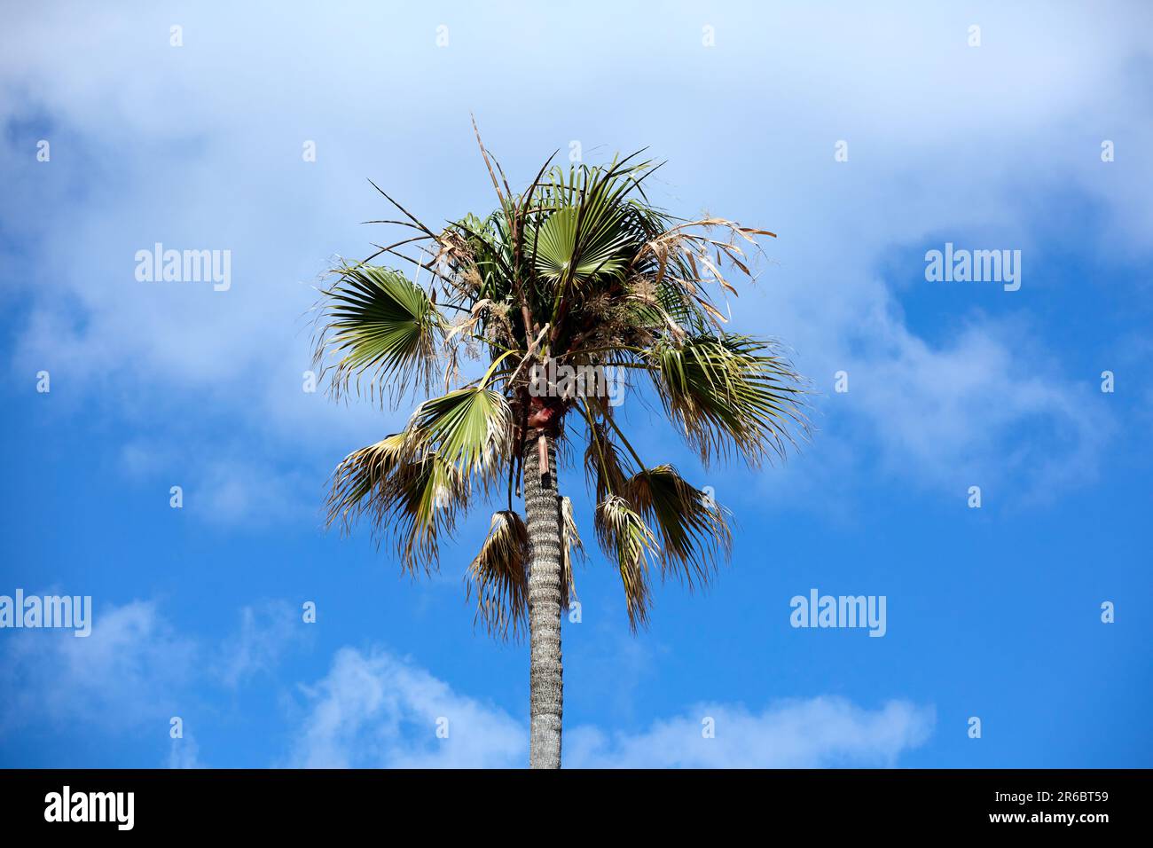 Küste von Lagos Algarve Portugal Stockfoto