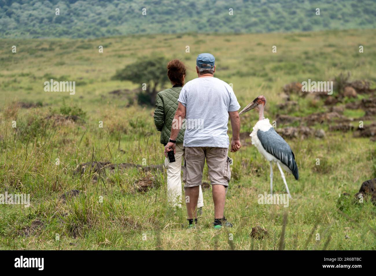 Ngorongoro-Krater, Tansania - 12. März 2023: Zwei Touristen fotografieren einen Marabou-Storch-Vogel (Unschärfe), der der Tierwelt auf safar zu nahe kommt Stockfoto