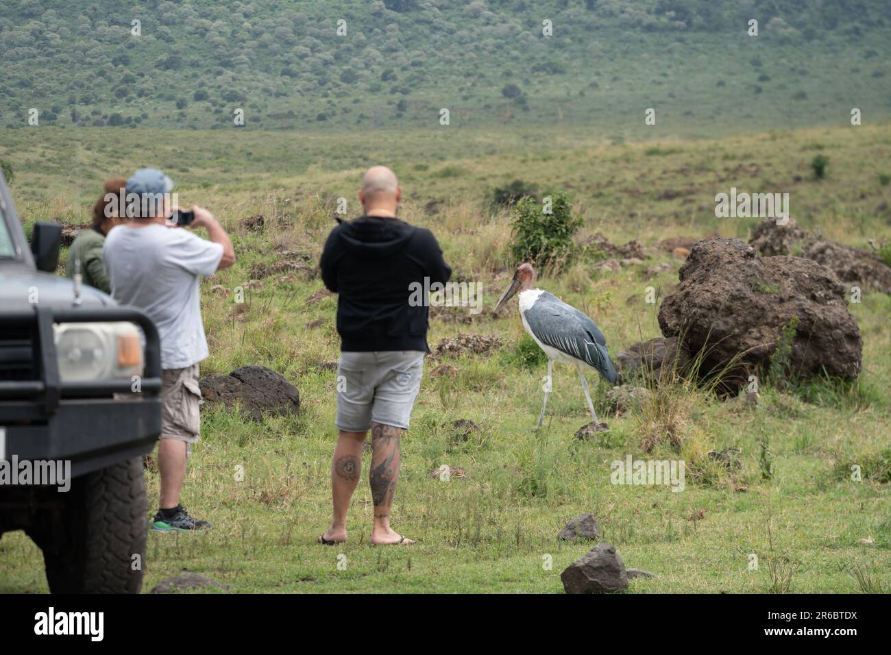 Ngorongoro-Krater, Tansania - 12. März 2023: Touristen (unscharf) machen Fotos von einem Marabou Stork Vogel, der zu nah an die Tierwelt auf Safari kommt Stockfoto