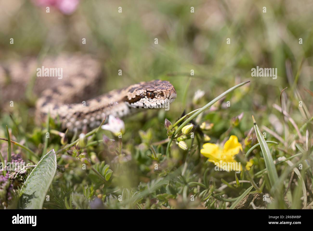 Vipera ursinii mit dem gebräuchlichen Namen Meadow Viper, Italien, Campo Imperatore Stockfoto