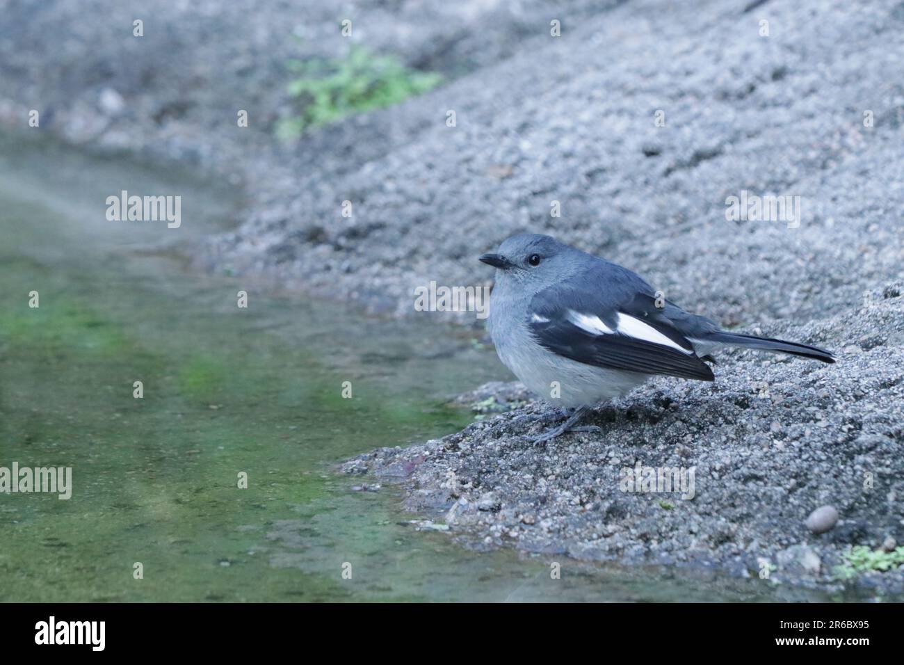 Eine weibliche orientalische Elster in der Nähe eines Teiches. Copsychus saularis. Stockfoto