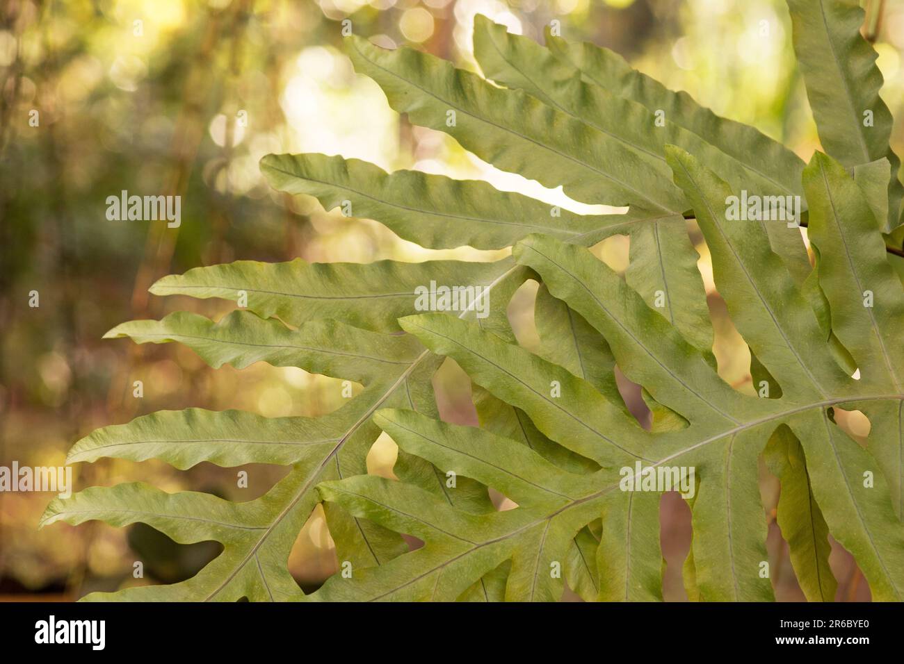 Farnpflanzenfrond auf natürlichem Hintergrund Stockfoto