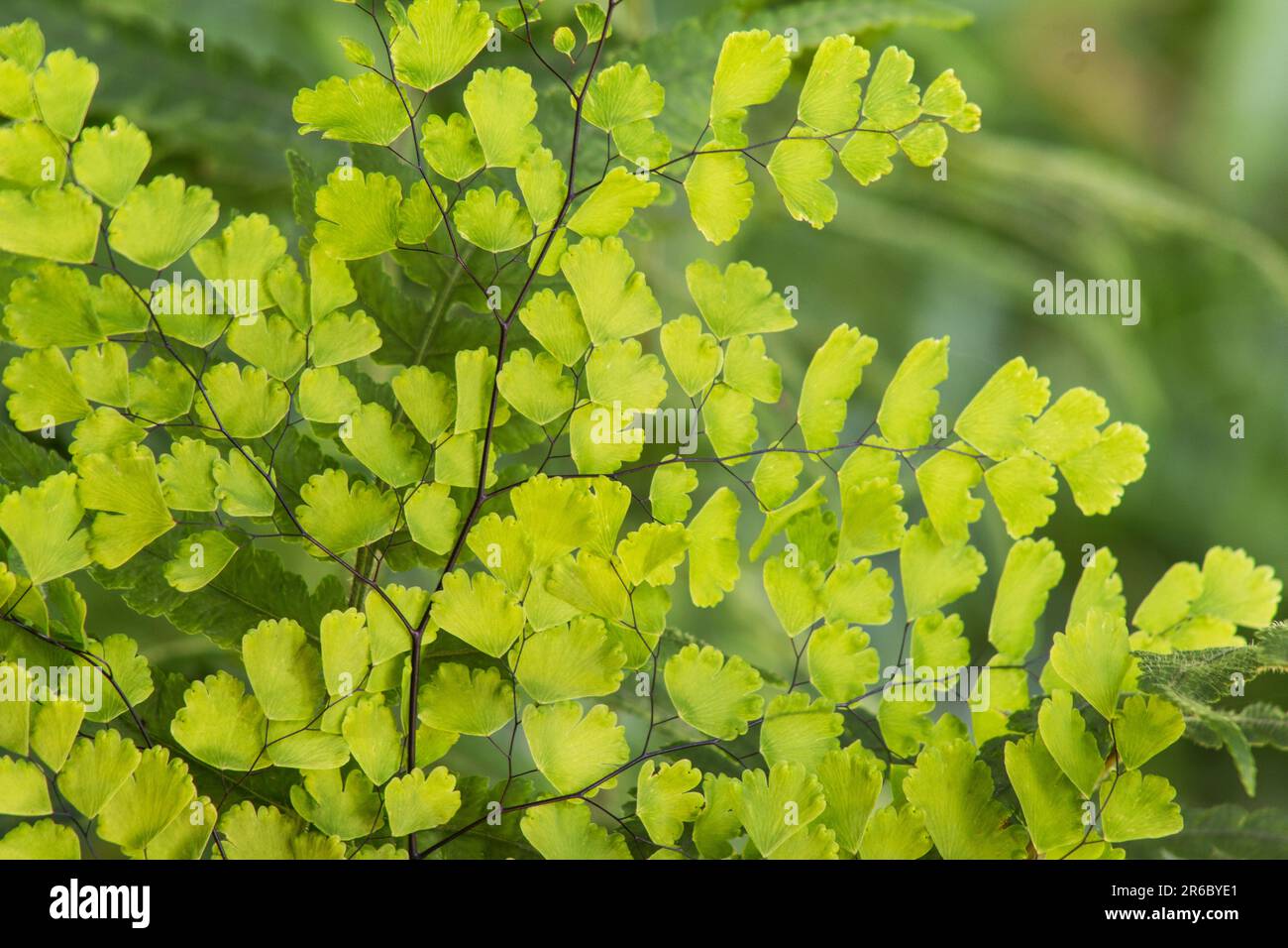 Adiantum capillus-veneris, Black Maidenhair Fern auf natürlichem Hintergrund Stockfoto