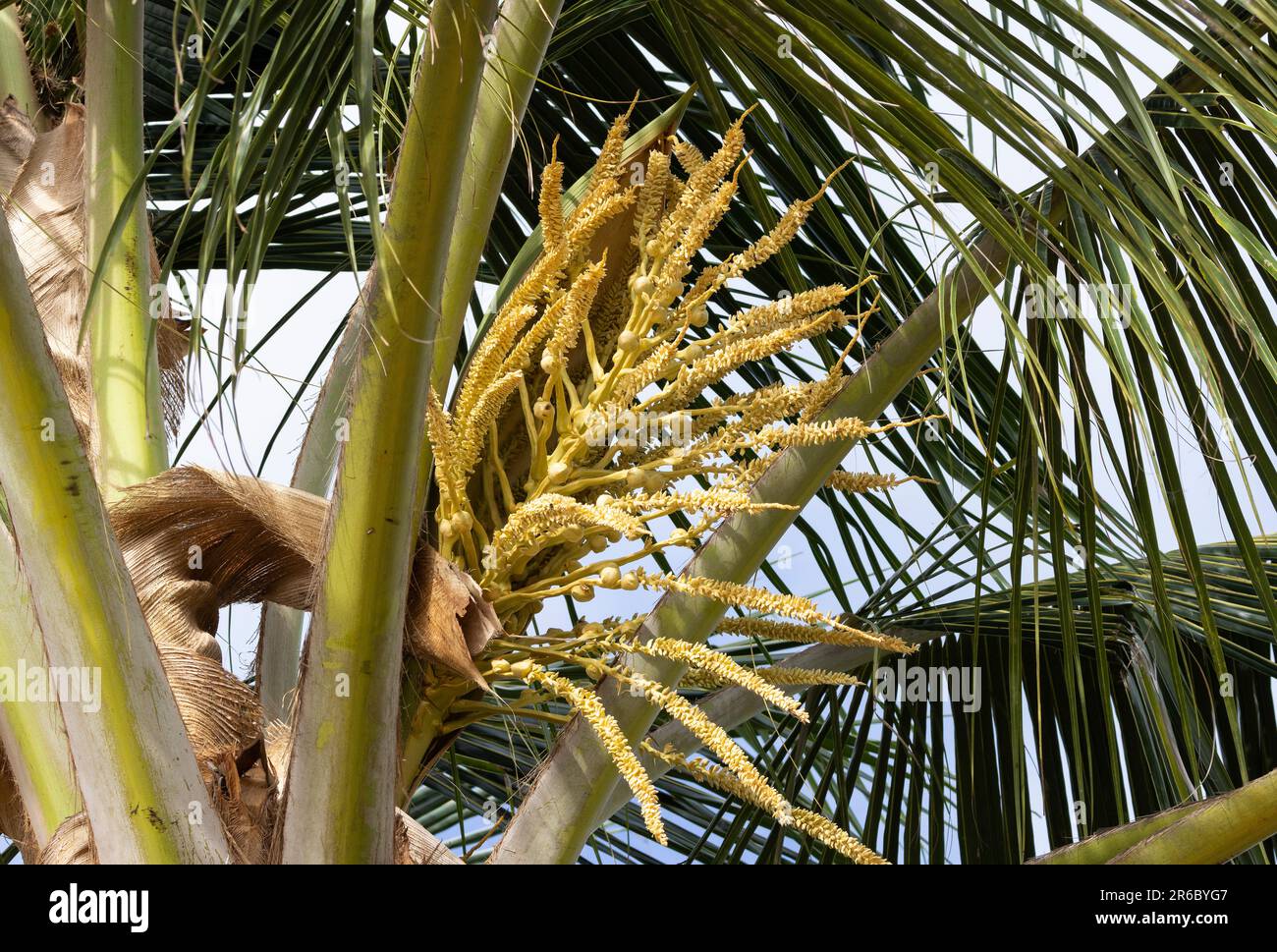 Die kleine cremige Blüte der Kokospalme. Die Einheimischen nutzen jeden Teil dieses Monocotyledon entlang der Küste. Stockfoto