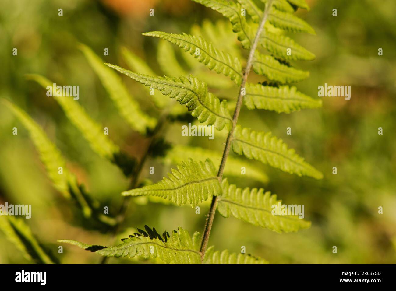 Farnpflanzenfrond auf natürlichem Hintergrund Stockfoto