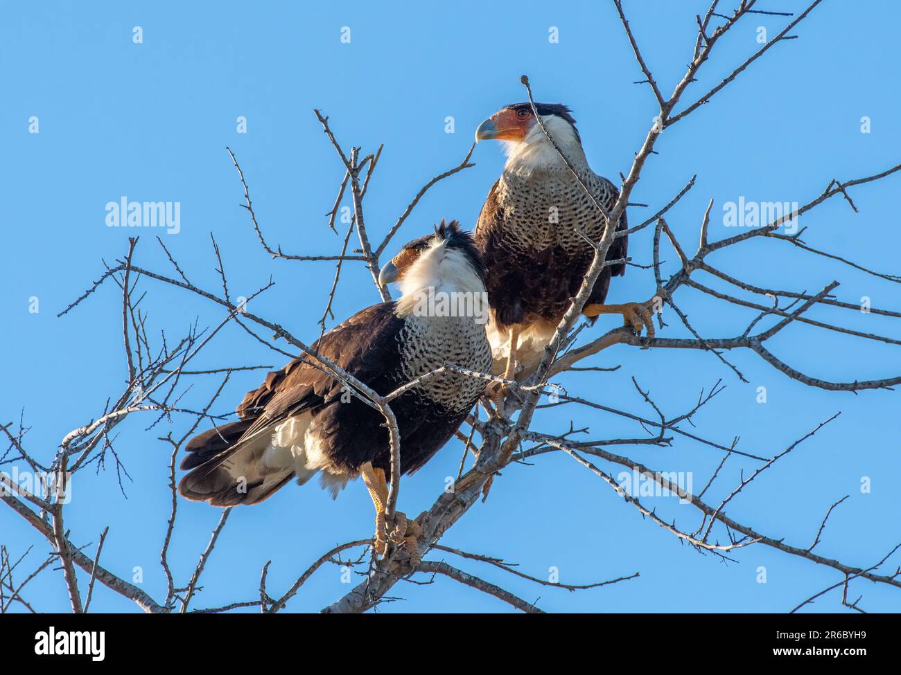 Dieses Paar Crested Caracara wurde fotografiert, als sie einen frühen Sonnenaufgang in der texanischen Pinsellandschaft beobachteten. Stockfoto