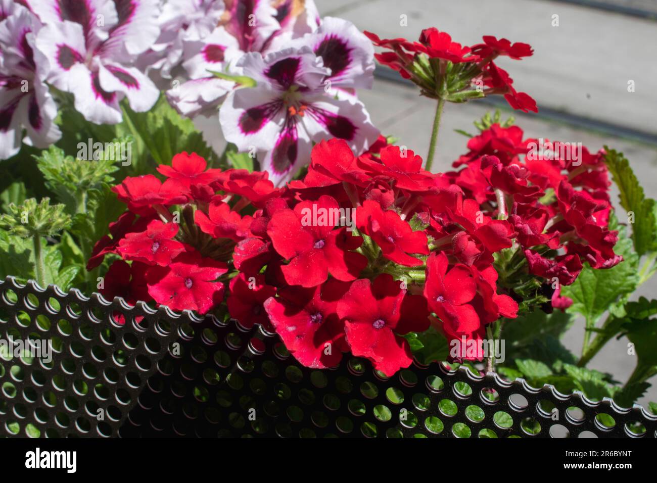 wien, österreich. 8. Mai 2023 ein fesselnder Wandteppich der Natur, die rote Verbena temari Sunmari vor dem königlichen Pelargonium-Hintergrund Stockfoto