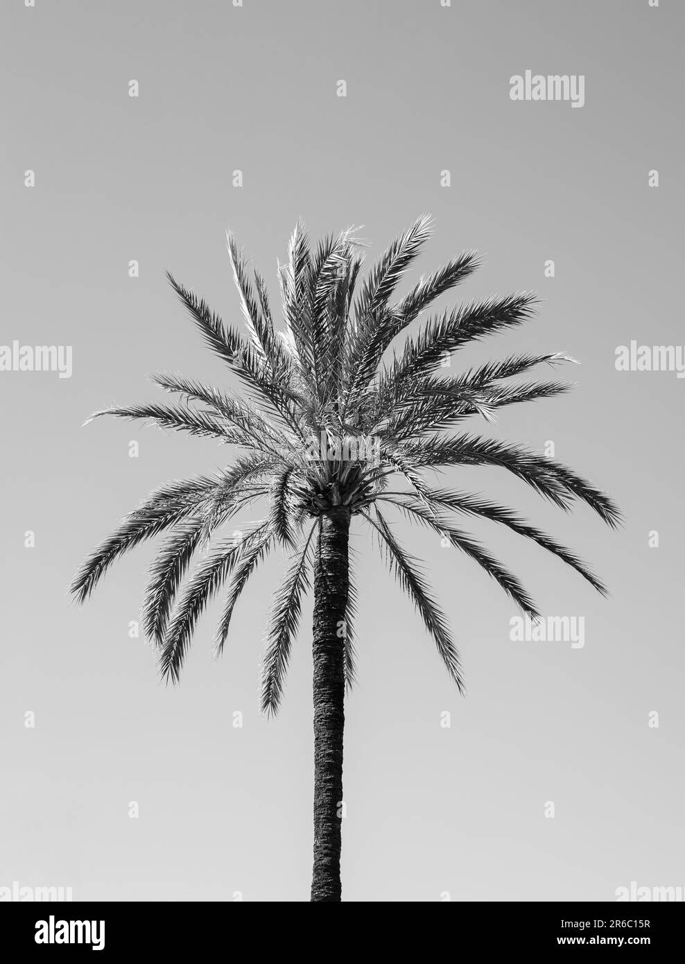 Schwarz-weiße Palme, hoch vor dem Hintergrund eines klaren Himmels. Stockfoto