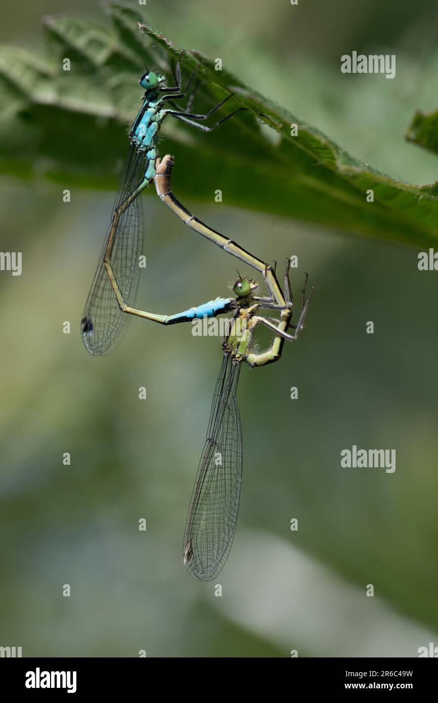 Zwei delikate Federlibellen (Platycnemididae) befinden sich auf einem breiten Grashalm. Die Libellen bilden ein Liebesherz. Sie vereinen sich und feiern die Ehe Stockfoto