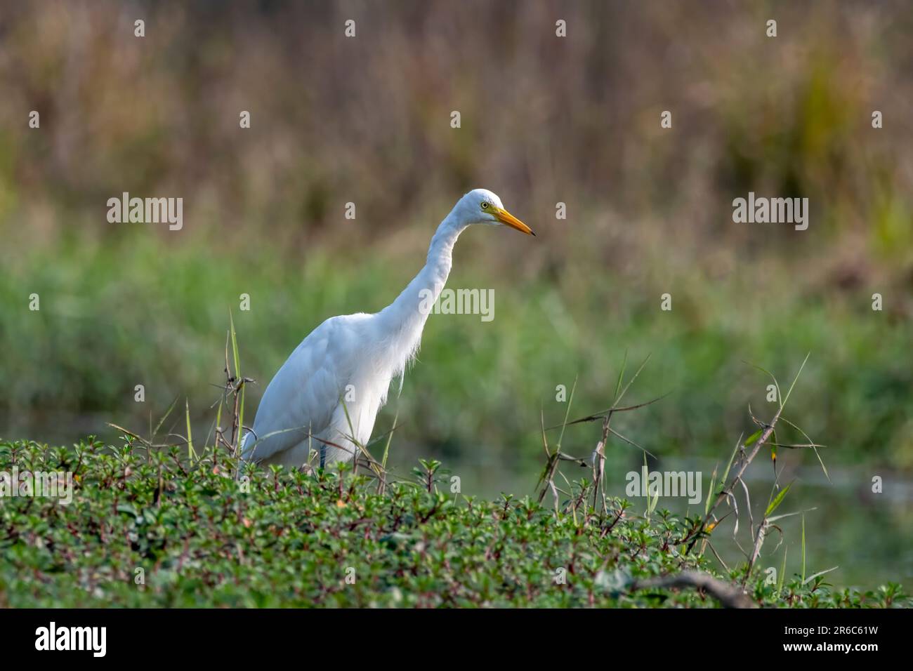 Ardea intermedia in Gajoldaba in Westbengalen, Indien Stockfoto