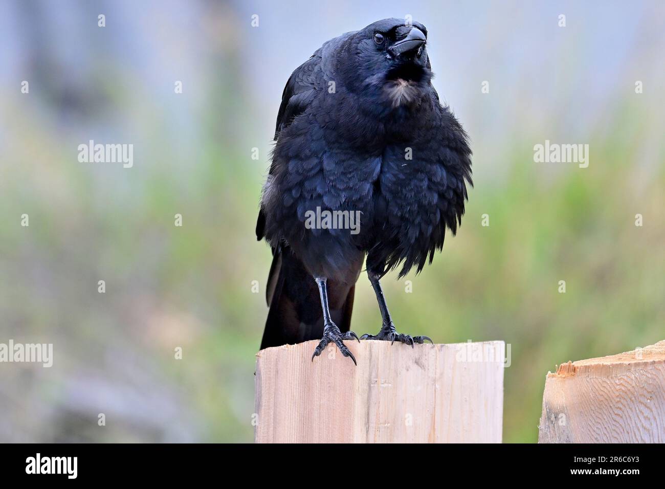 Pacific Grove, Kalifornien, USA. 8. Juni 2023. Old Crow (Corvus brachyrhynchos) unterhält einen Chat mit dem Fotografen (Kreditbild: © Rory Merry/ZUMA Press Wire) NUR REDAKTIONELLE VERWENDUNG! Nicht für den kommerziellen GEBRAUCH! Stockfoto