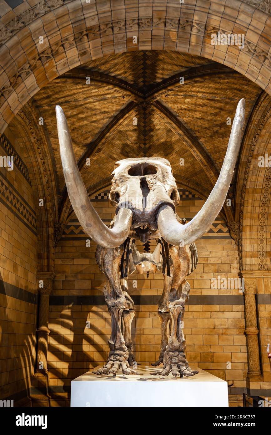 London, Großbritannien - Mai 2023: Wollly Mammoth Skelett im Natural History Museum of London, Großbritannien Stockfoto