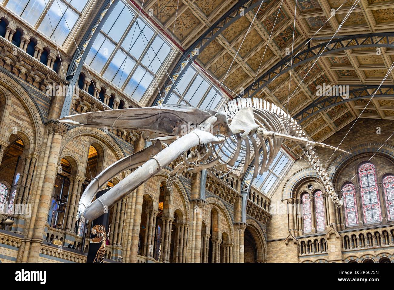 London, Vereinigtes Königreich - Mai 2023: Blauwal-Skelett in der Haupthalle des Natural History Museum of London, Großbritannien Stockfoto