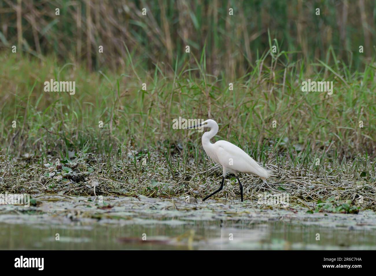 Little Ereret (Egretta garzetta), eine Art von Kleinreiher in der Familie Ardeidae, beobachtet in Gajoldaba in Westbengalen, Indien Stockfoto