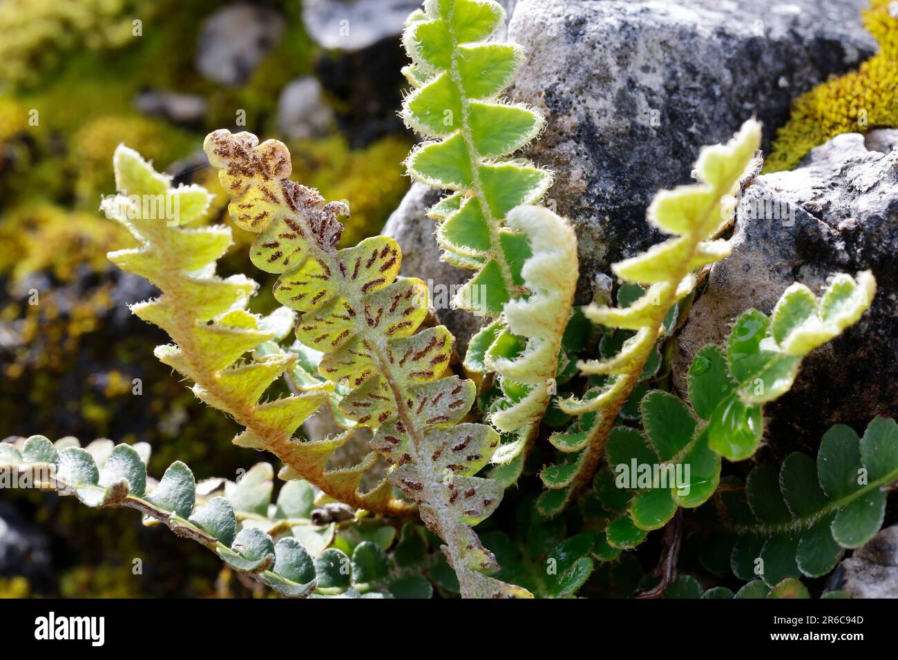 Milzfarn, wächst in einer Steinmauer, Mauer, Sporangien auf Blattunterseite in Sori, Schriftfarn, Apothekerfarn, Asplenium ceterach, Ceterach officina Stockfoto