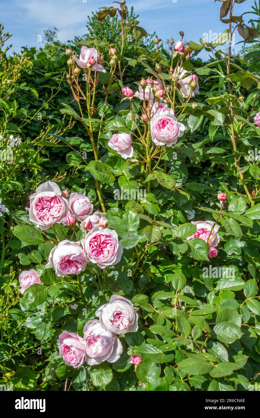Die David Austin Strauchrose Geoff Hamilton wächst in einem englischen Cottage Rose Garten Stockfoto
