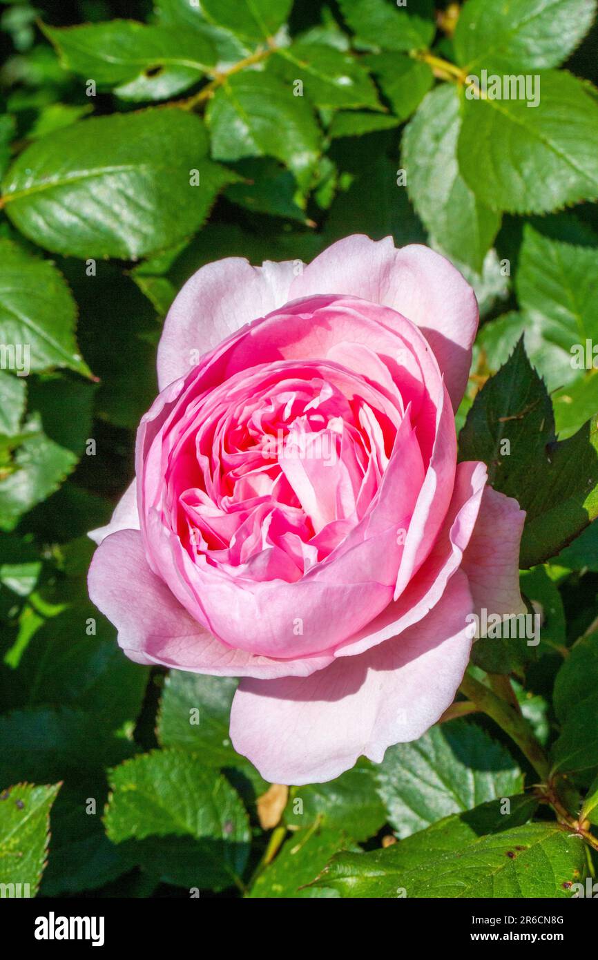 Die David Austin Strauchrose Geoff Hamilton wächst in einem englischen Cottage Rose Garten Stockfoto