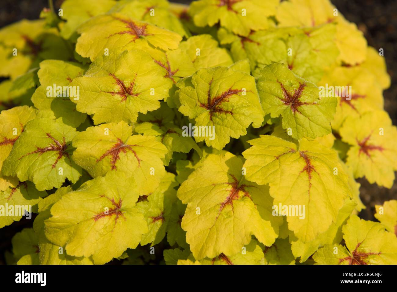 Fang die Feuerschaumglocken Heucherella Kreuz von Heuchera und Tiarella Stockfoto