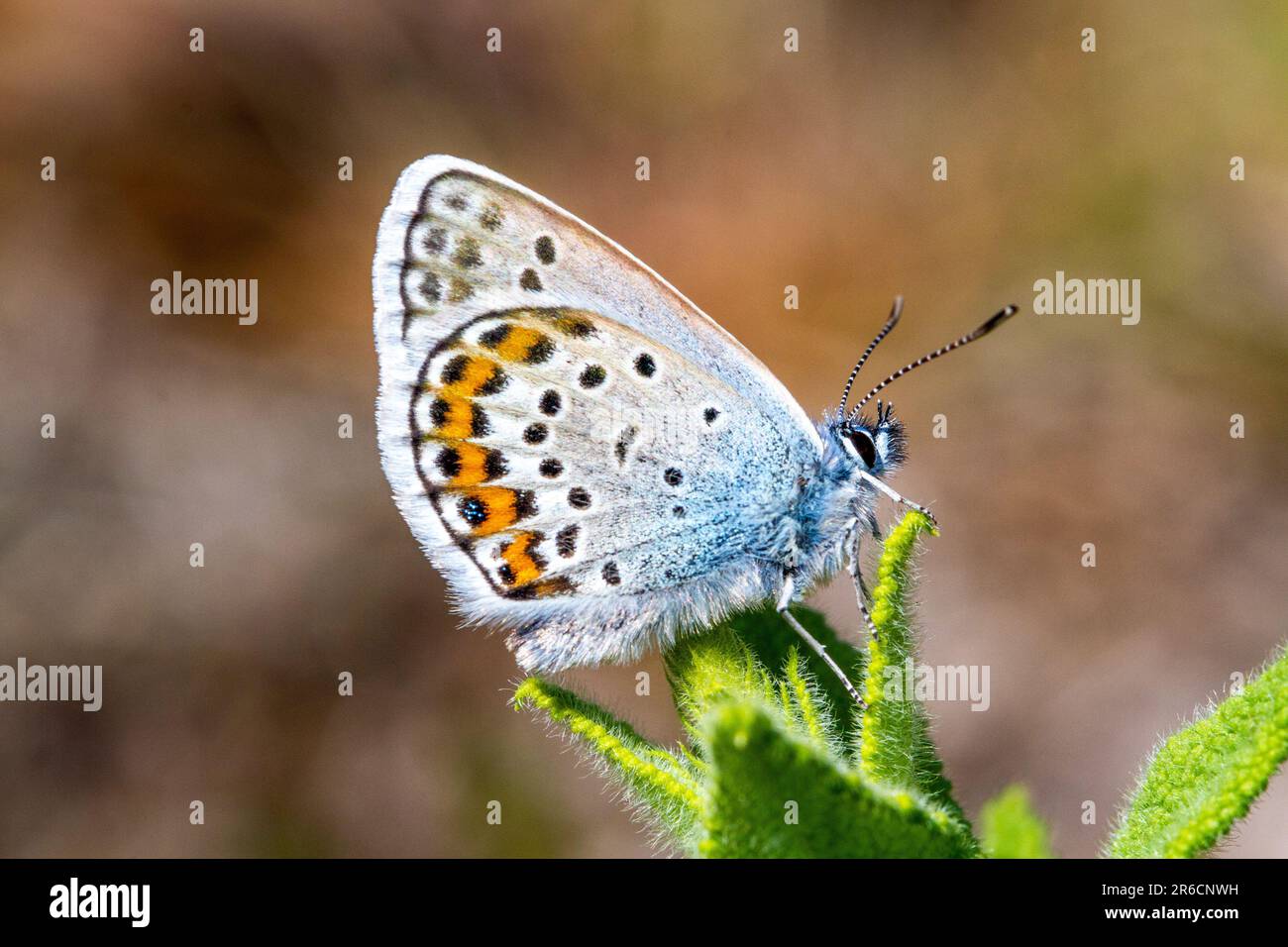 Der silberbesetzte Blauschmetterling Plebejus argus im Naturschutzgebiet „Butterfly“ besaß das Naturschutzgebiet „Prees Heath“ in der Nähe von Whitchurch Shropshire England Stockfoto
