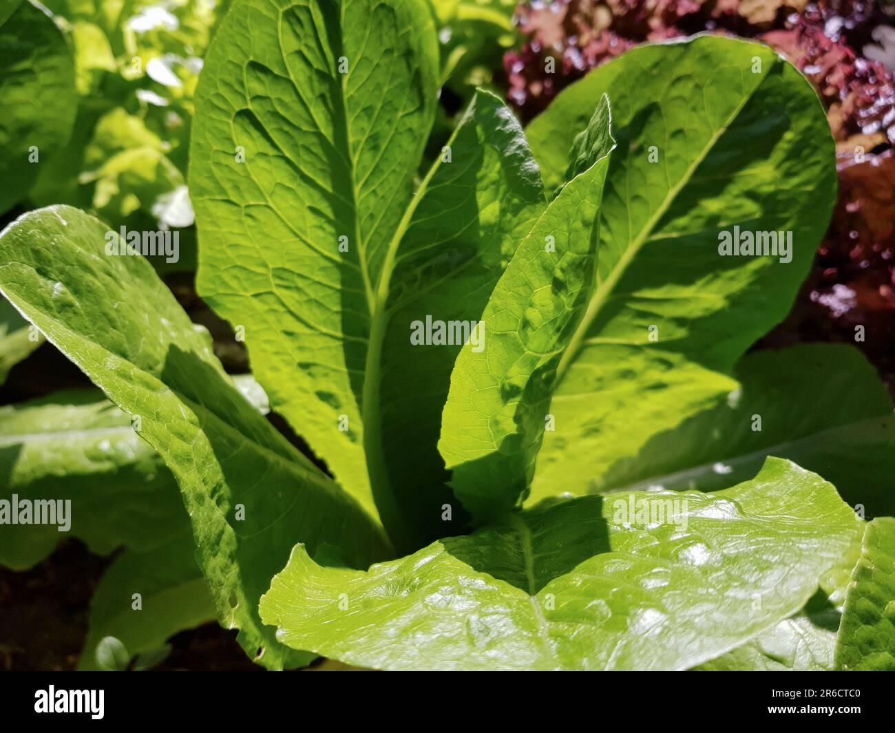 Grüner Blattsalat wächst in einem Gemüsegarten. Frischer Bio-Salat aus nächster Nähe. Vegetarische oder vegane Speisen Stockfoto
