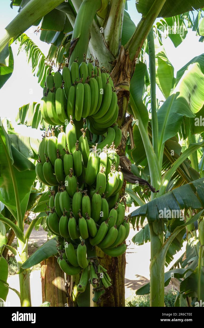 Ein Zweig der grünen Bananen hängen an einer Bananenstaude. Bündel Bananen. Banana Plantation Stockfoto