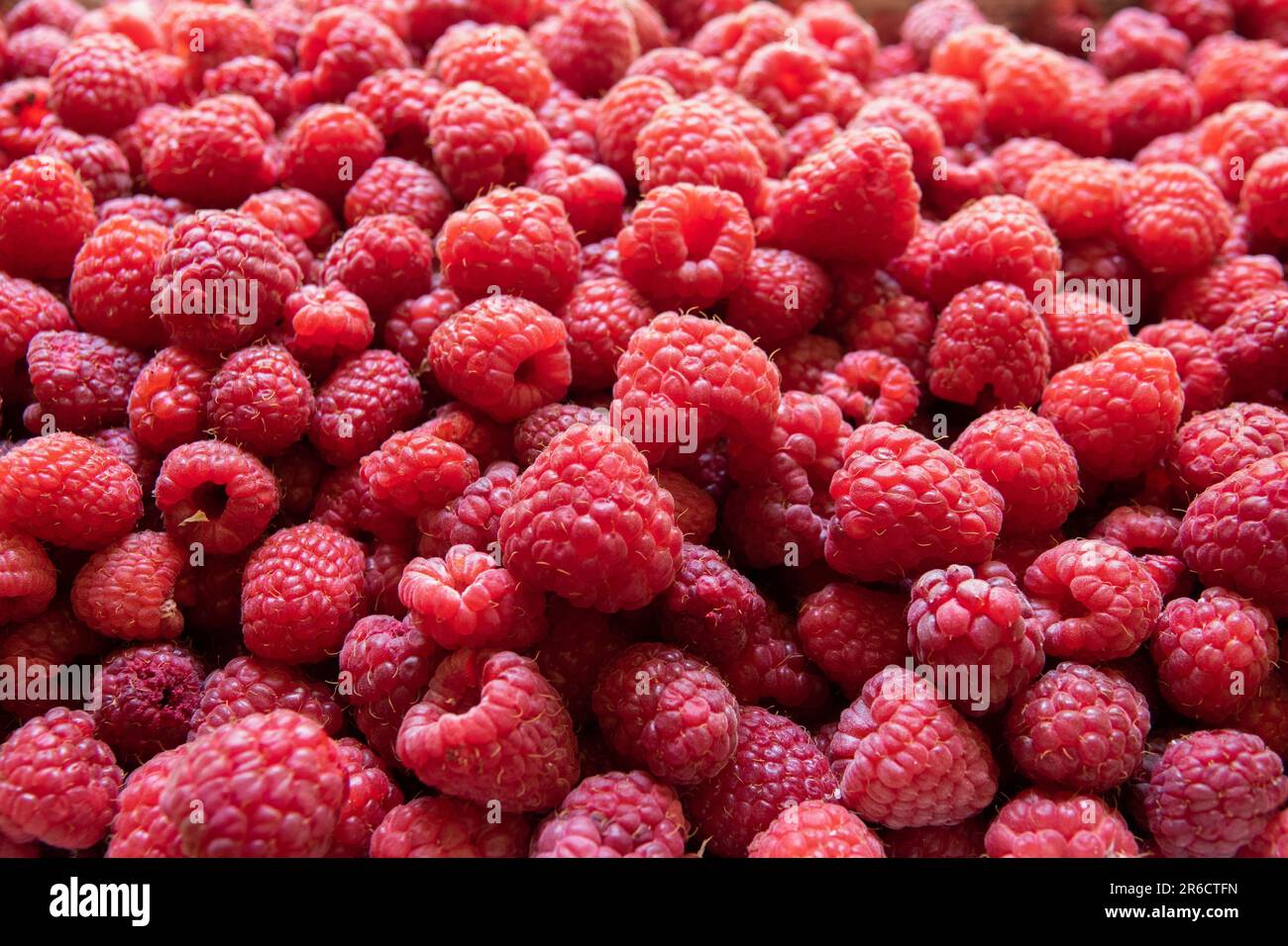 Hintergrund frischer süßer roter Himbeeren aus nächster Nähe. Himbeerfrucht im Hintergrund Stockfoto