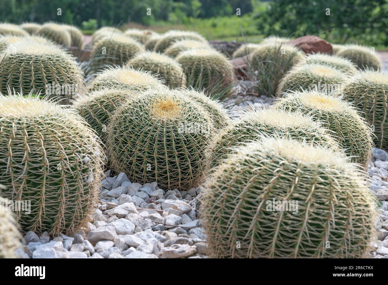 Goldener Fass-Kaktus, Kroenleinia grusonii, wächst en Masse im Felsgarten eines botanischen Gartens. Stockfoto