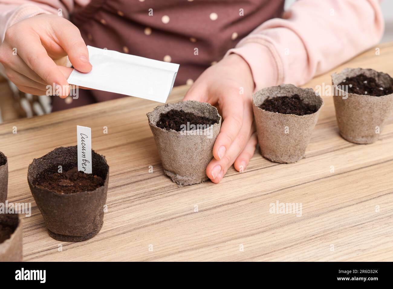 Frau pflanzt Gemüsesamen in Torftöpfe mit Erde auf einem Holztisch, Nahaufnahme Stockfoto