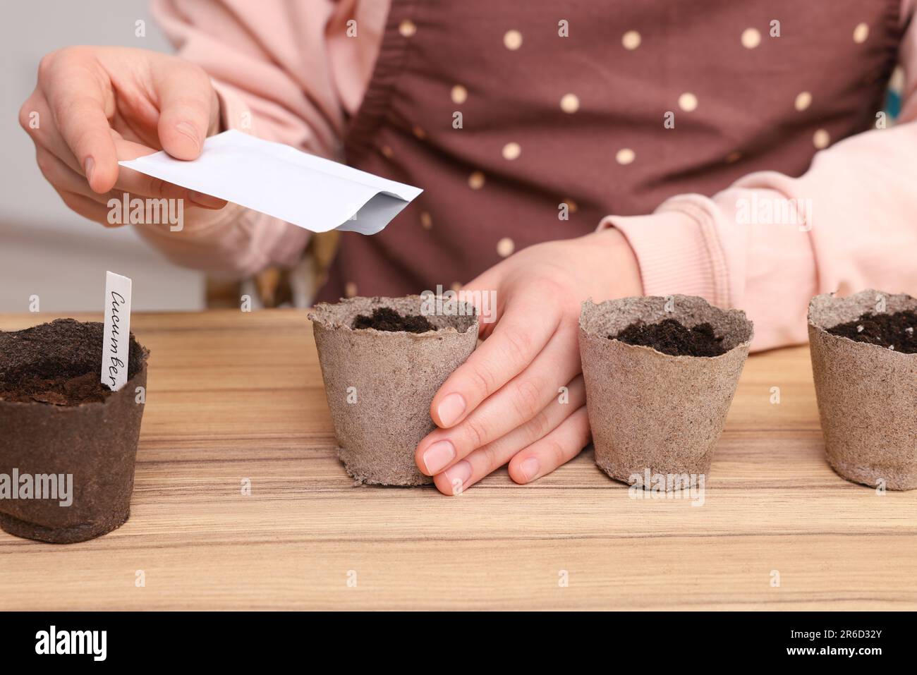 Frau pflanzt Gemüsesamen in Torftöpfe mit Erde auf einem Holztisch, Nahaufnahme Stockfoto