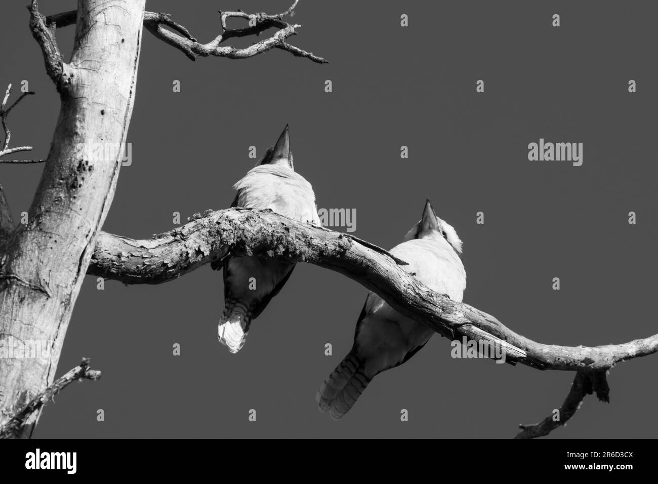 2 Kookaburra genießen den Sonnenaufgang. Stockfoto