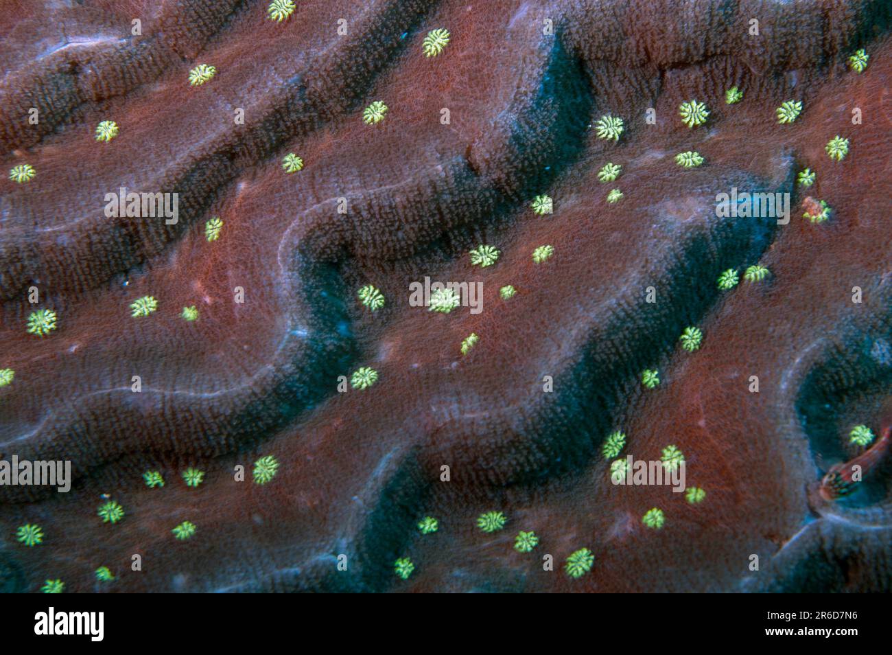 Lobed Brain Coral, Lobophyllia sp, Tauchplatz im Sitzungszimmer, Pura Island, in der Nähe von Alor, Banda Sea, Indonesien Stockfoto