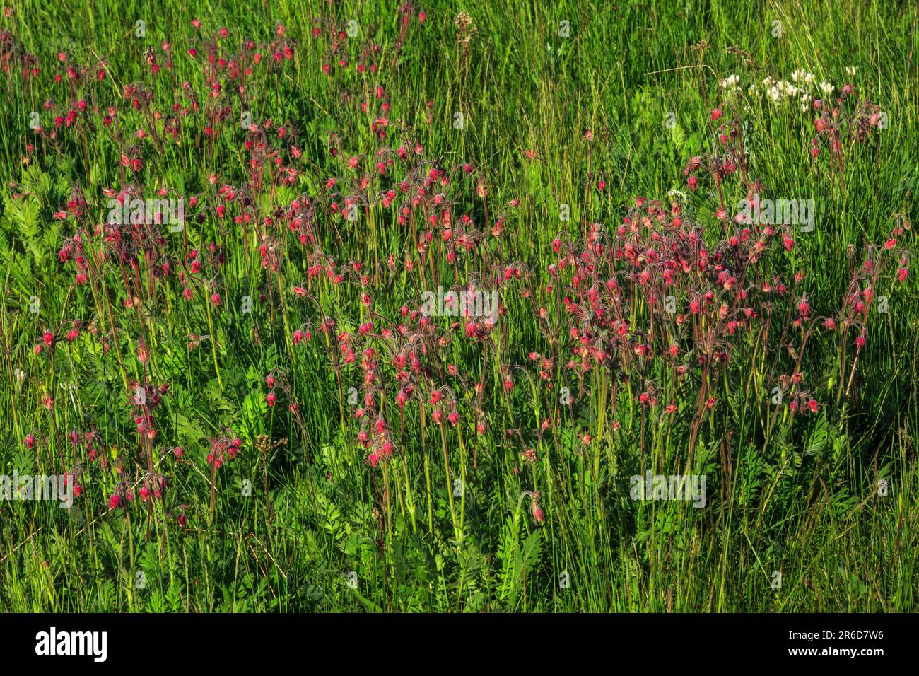 die prärie raucht Wildblumen auf einer Wiese bei avon, montana Stockfoto