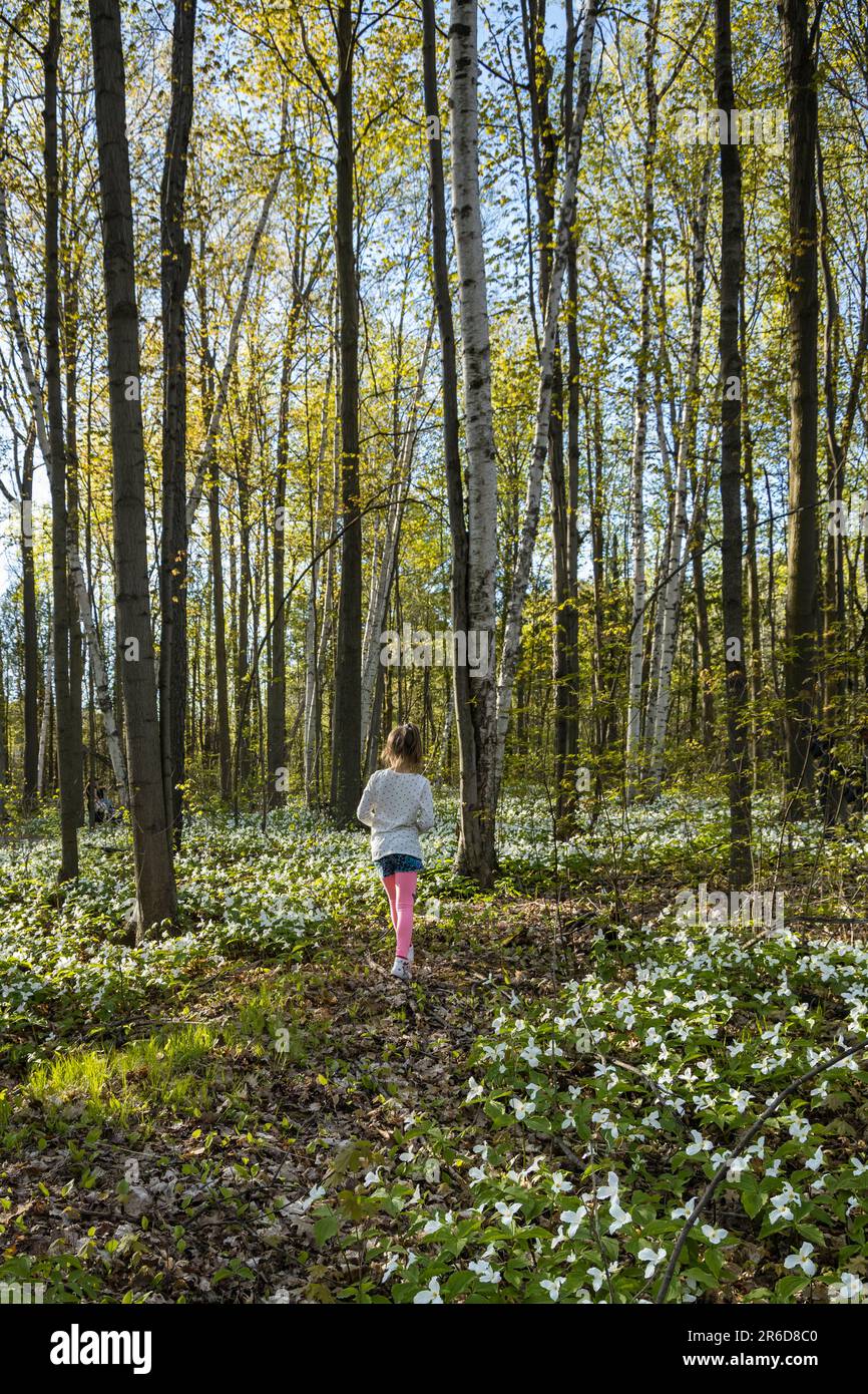 Eine Frau, die in bewaldeten Hügeln mit Tausenden von wilden Trilliums läuft. Stockfoto