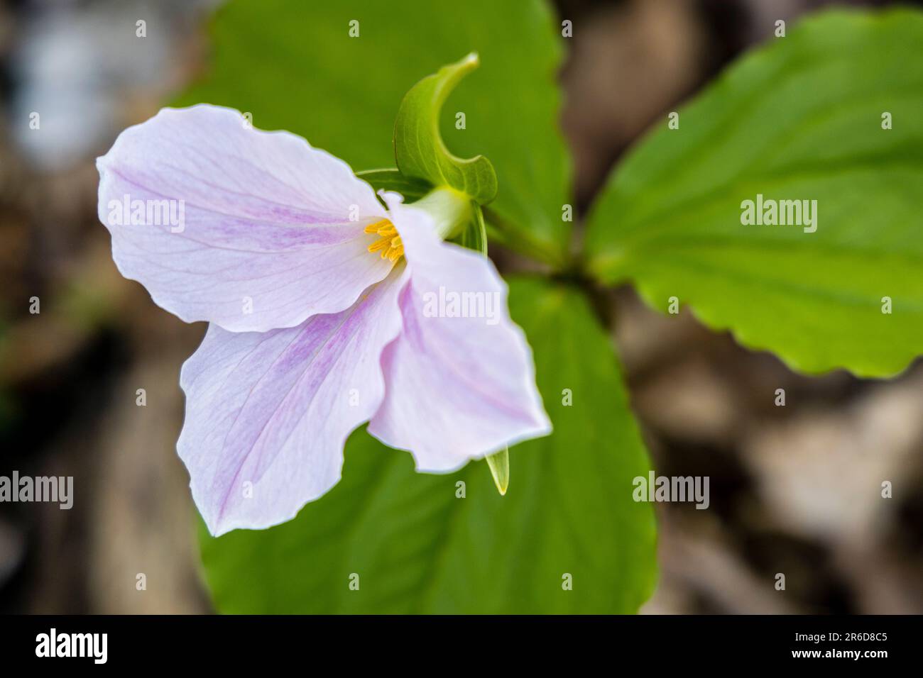 Das weiße Trillium (Trillium grandiflorum) dient als offizielle Blume und Emblem der kanadischen Provinz Ontario Stockfoto