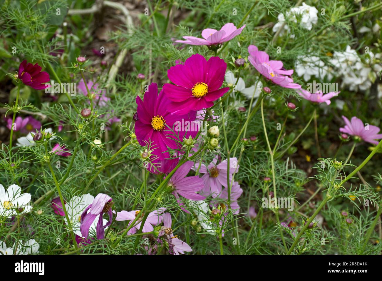 Wunderschöne karmesinrote cosmo-Blumen blühen im Frühlingsgarten Stockfoto