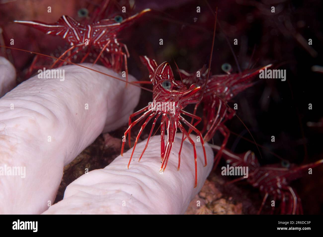 Tanzende Garnelen, Rhynchocinetes durbanensis, On Fingers, Seraya Beach Resort House Reef, Karangasem, Bali, Indonesien Stockfoto