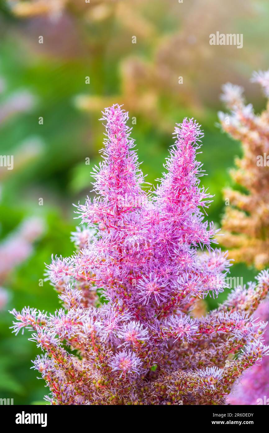 Chinesische Atilbe, Astilbe chinensis pumila, rosa Blumen im Garten. Es ist ein ganzjähriges Kraut, das in der Nähe von schattigen Bächen und Flüssen wächst. Es ist auch häufig Stockfoto