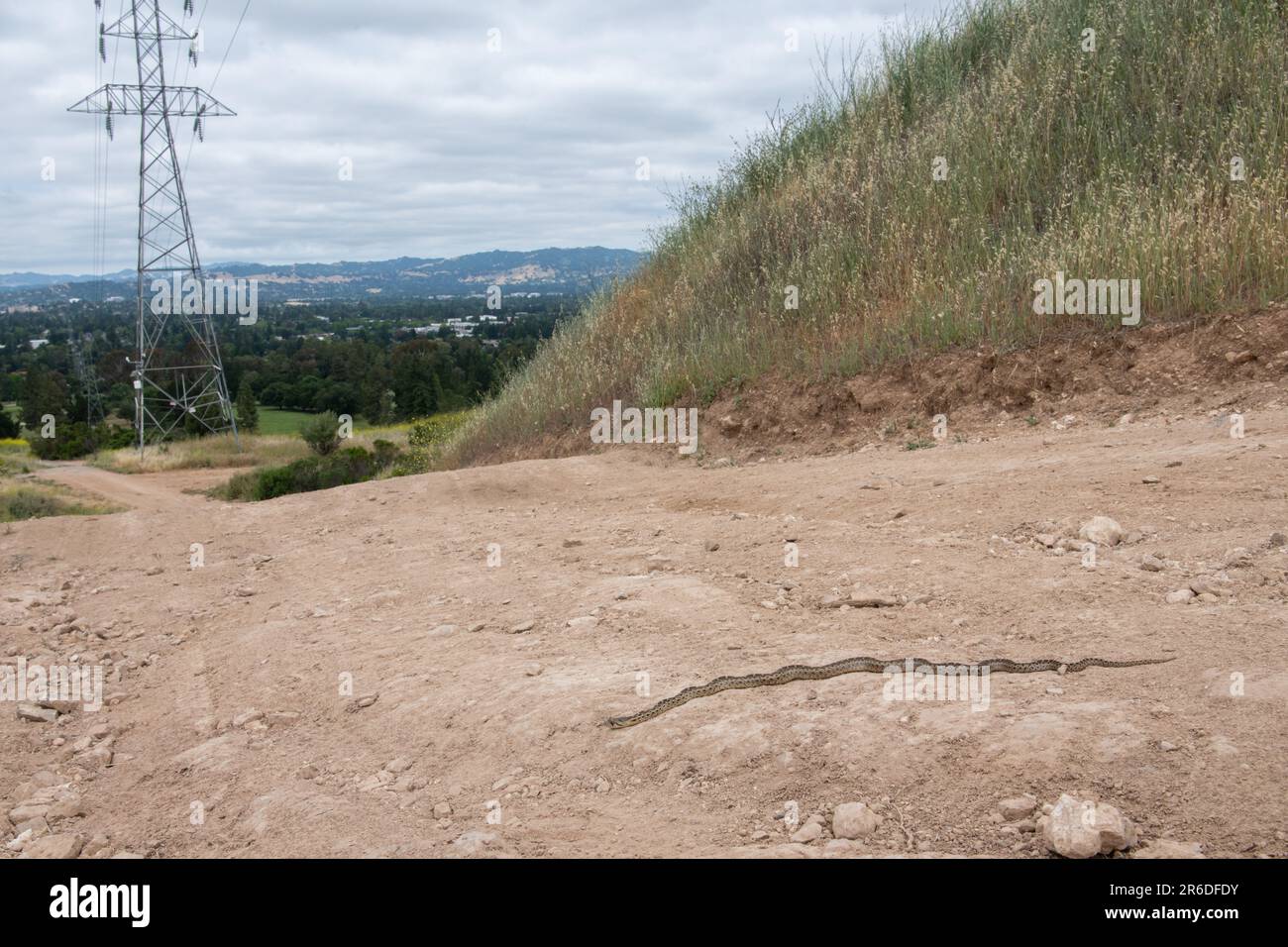 Eine junge Gophersnake (Pituophis Catenifer), die eine unbefestigte Straße in Contra Costa County, Kalifornien, in der San Francisco Bay Area überquert. Stockfoto