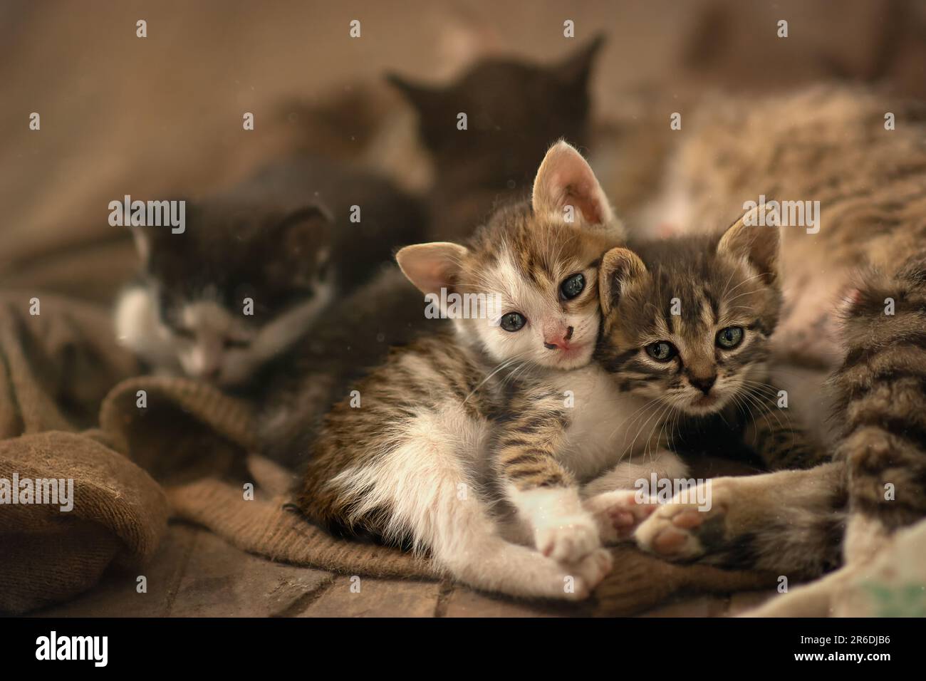 Eine Mutter Katze und ihre vier Kätzchen, der Moment der Fütterung der Kätzchen ist gefangen, die Katze lügt und ruht, und die Kätzchen trinken Muttermilch in diesem Moment Stockfoto