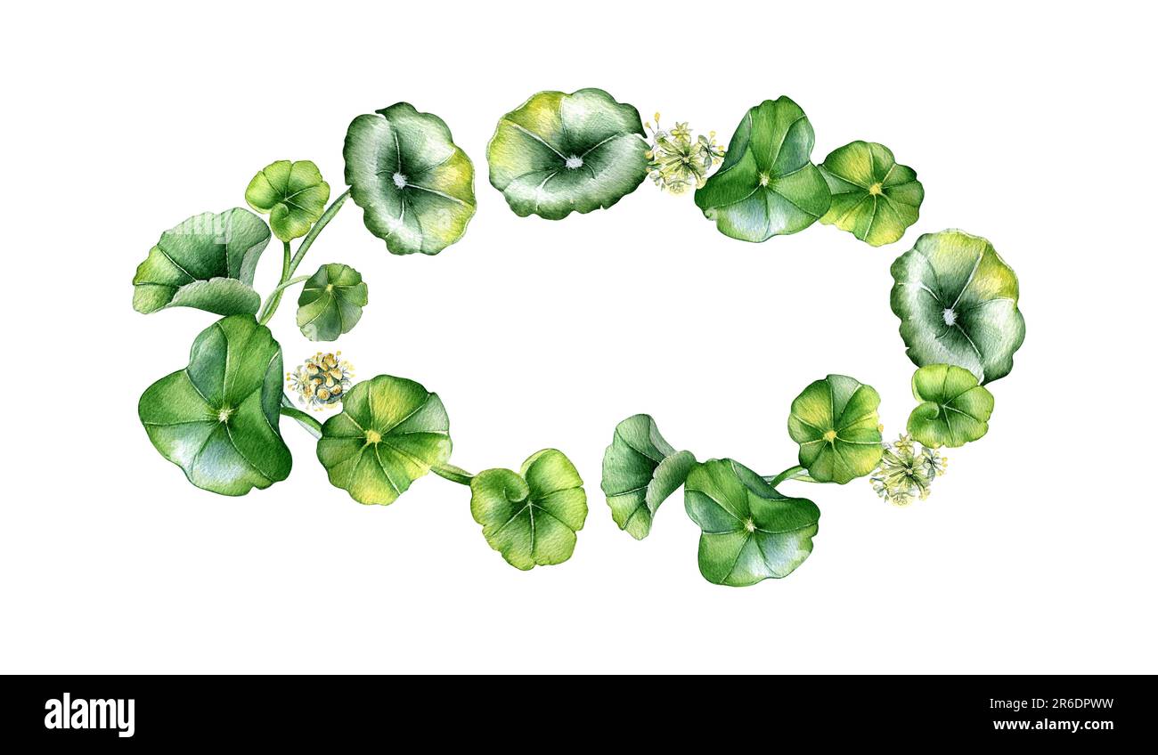 Rahmen von centella asiatica, Kräuterpflanzen Aquarell-Illustration isoliert auf Weiß. Pennywort, gotu-Cola, abgerundeter Kranz, handgezeichnet. Design für Stockfoto