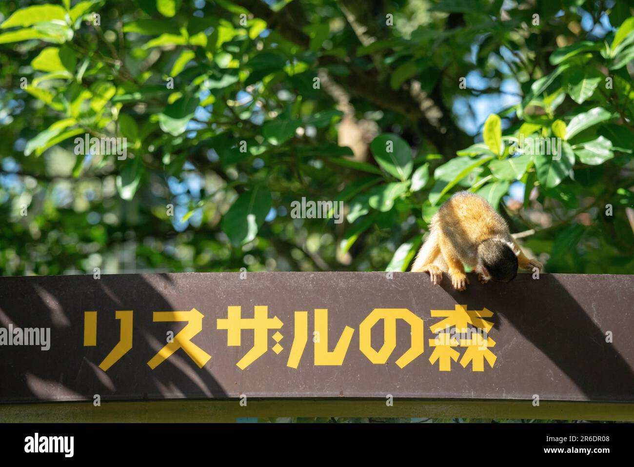 Verspielter Eichhörnchenaffe auf der Insel Ishigaki, Okinawa, Japan. Stockfoto